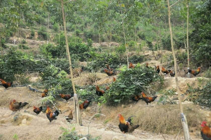 牛大力山鸡养殖