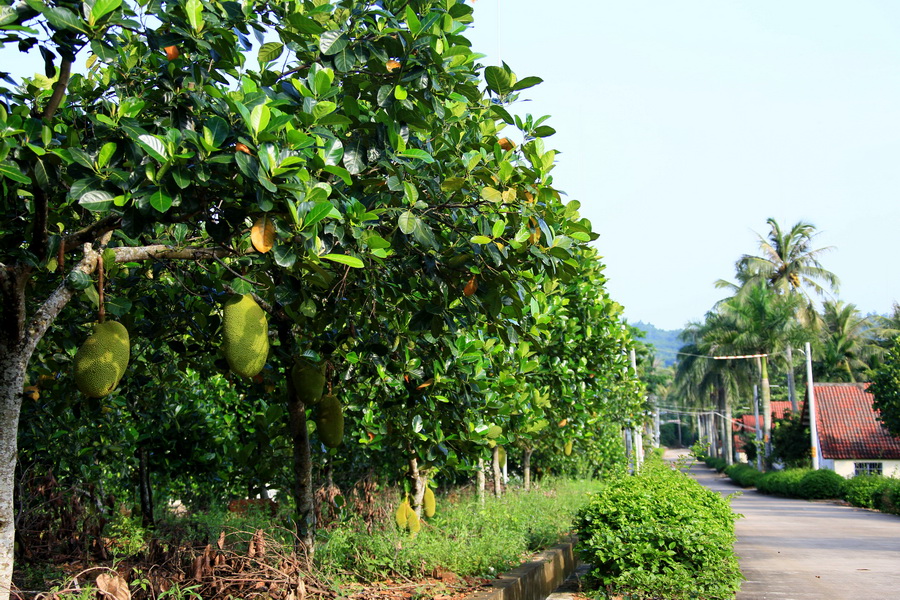 菠萝蜜种植基地