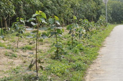 菩提树种植