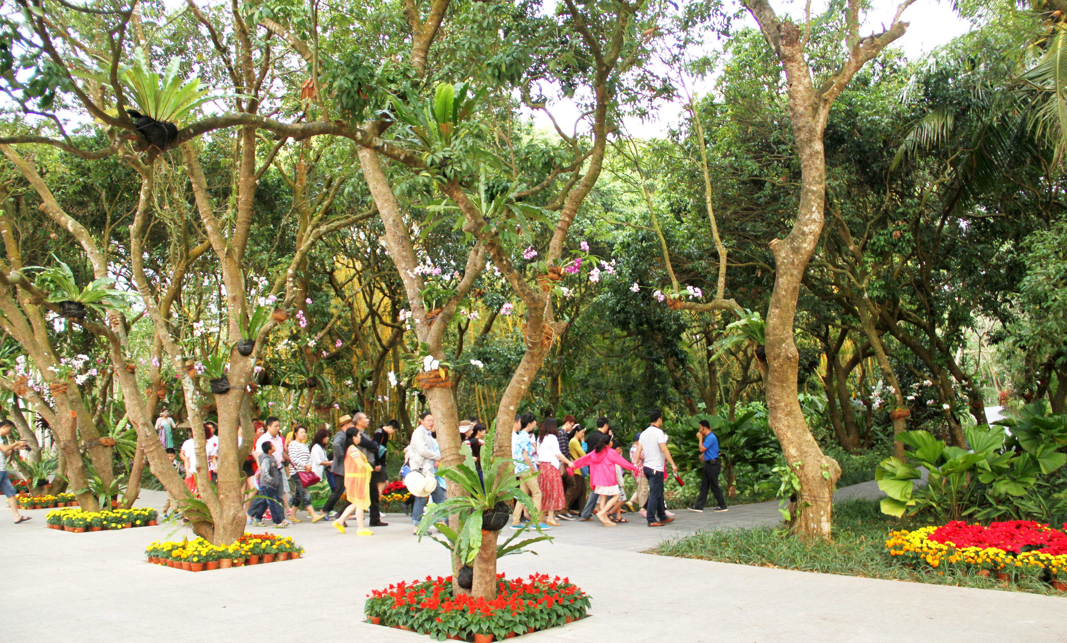 兴隆热带植物园风光