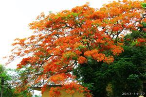 花开四季