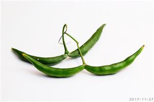 美丽的植物世界