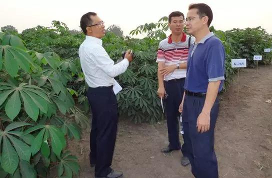 李开绵在刚果（布）项目基地木薯区。（李开绵提供）.jpg
