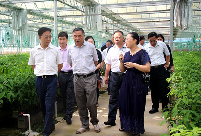 考察橡胶树工厂化育苗基地.jpg