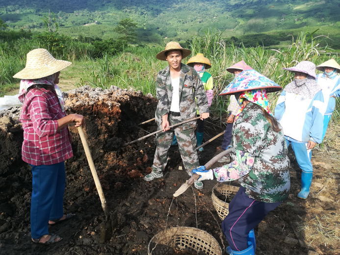 第一书记秦韶山带领贫困户参与山兰稻有机耕种劳动.jpg