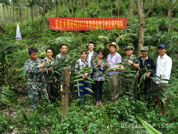 拥处村南药益智喜获丰收.jpg