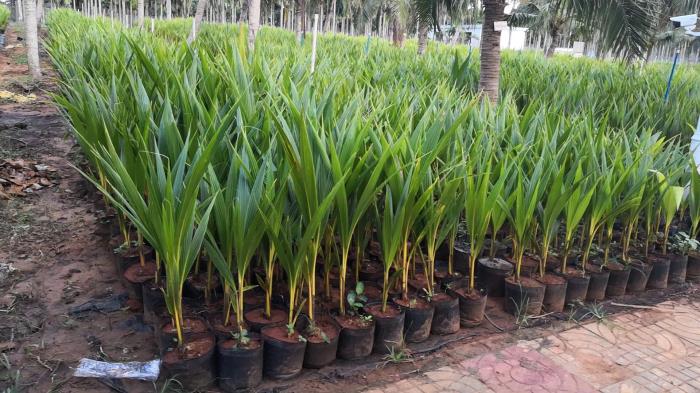 中国热带农业科学院 院所动态 椰子所两项成果入选中