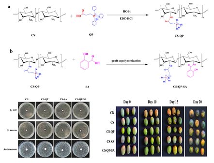 D:南亚所公众号网站新闻2年月新闻.27CS-QP-SA涂膜保鲜新材料的反应机理、抗菌活性及芒果保鲜应用.jpgCS-QP-SA涂膜保鲜新材料的反应机理、抗菌活性及芒果保鲜应用