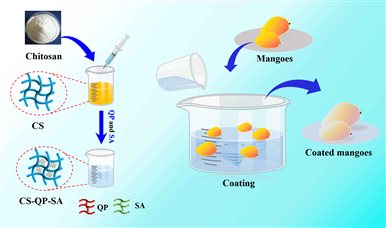 D:南亚所公众号网站新闻2年月新闻.27CS-QP-SA涂膜保鲜新材料的合成及芒果涂膜示意图.jpgCS-QP-SA涂膜保鲜新材料的合成及芒果涂膜示意图