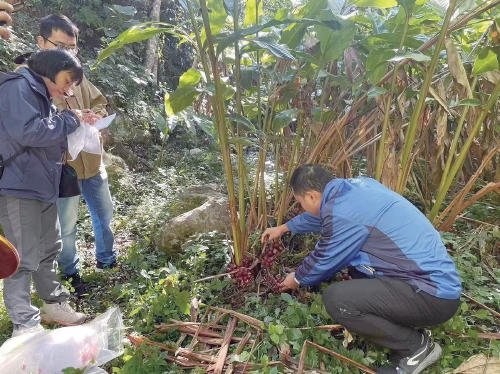 澜湄合作架桥梁　缅甸飘起草果香