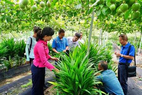 百香果与斑兰叶立体种植基地