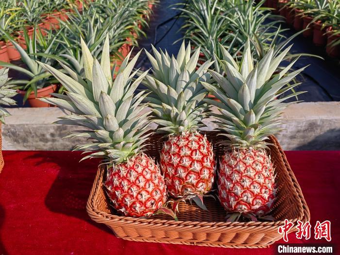 广东湛江，专家们“晒”出菠萝新品种。　谢翔供图