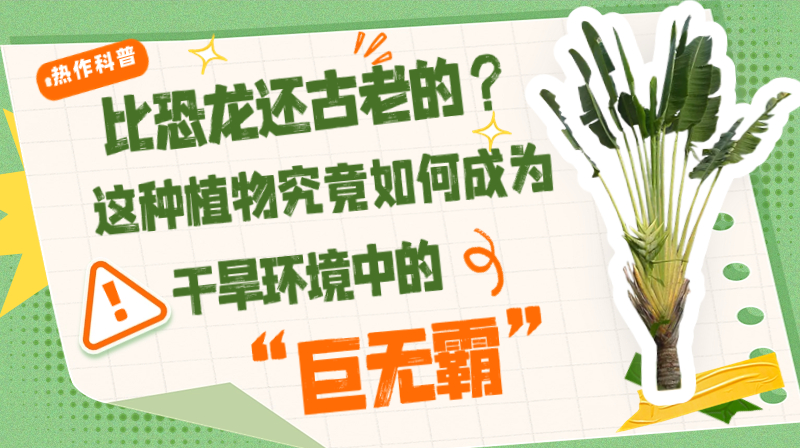 【热作科普】比恐龙还古老的这种植物，究竟如何成为干旱环境中的“巨无霸”？