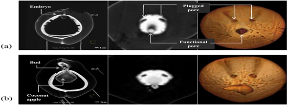 5-两个椰子（a，b）的结构（左列的多平面重组显示了椰子腔内的胚胎、芽和椰子苹果-在中柱和右柱中，内果皮表面有三个孔，胚胎从最大的孔中萌发）