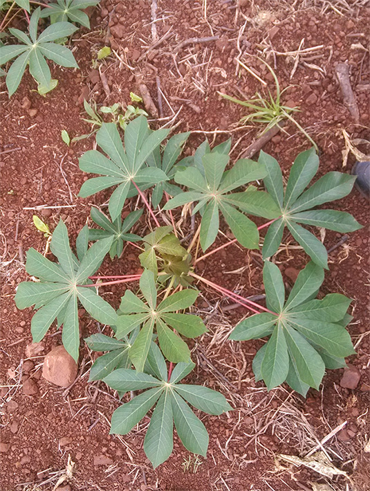 生物所木薯专家赴巴西阿根廷进行学术交流