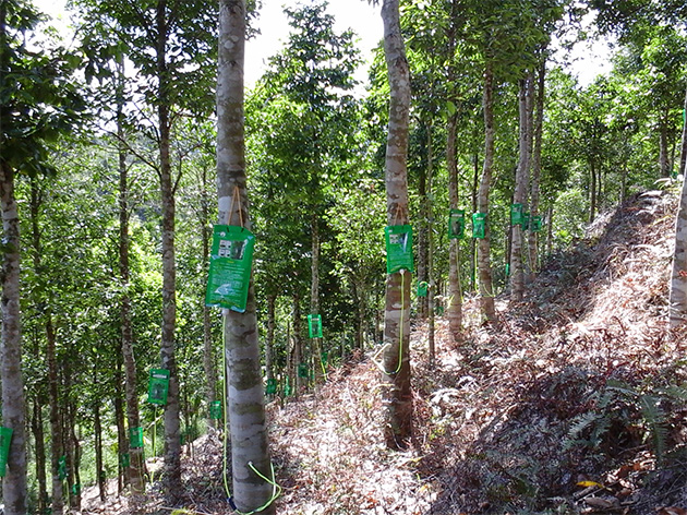 中国热带农业科学院 要闻聚焦 生物所整树结香技术获得新突破
