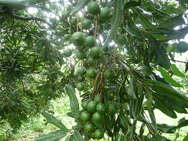 中国热带农业科学院 要闻聚焦 南亚116号澳洲坚果通过广东省农作物