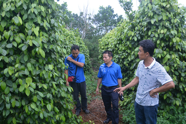 中国热带农业科学院院所动态香饮所科技人员开展胡椒安全高效栽培及简便施肥技术培训