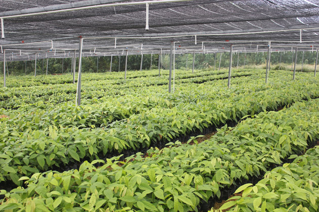 繁育的优良可可苗为种植户解答问题政府部门,组织农业农村部科学技术