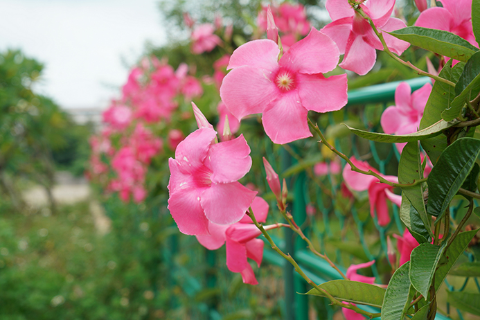 中国热带农业科学院 两院记忆 花开飘香藤 富贵双囍花