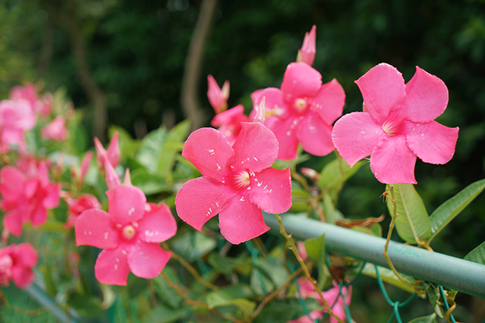 中国热带农业科学院 两院记忆 花开飘香藤 富贵双囍花
